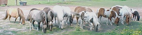 herd1.jpg (26697 bytes)